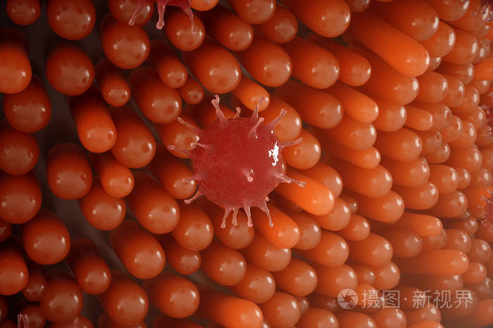 肠绒毛肠壁显微镜下毛细血管人体肠道健康或患病肠道的概念病毒或细菌