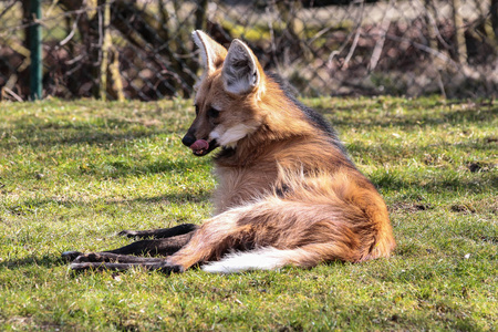 长鬃狼是南美最大的犬科动物图片