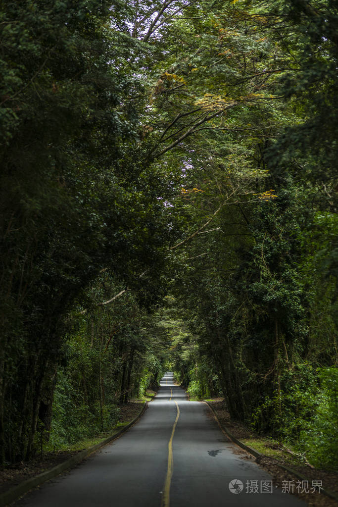 树叶 阳光 隧道 旅游业 自然 旅行 环境 风景 幻想 美丽的