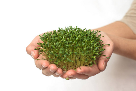 棕榈芽手拿绿色植物,白底棕榈中发芽的水芹莴苣种子,隔离,素食主义,生