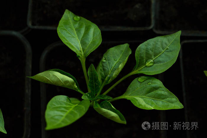 甜椒从地上发芽水滴落在植物的叶子上黑色背景