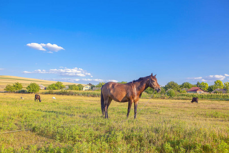 在绿色的农场土地上pied cow with spiked nose ring, calf weaning