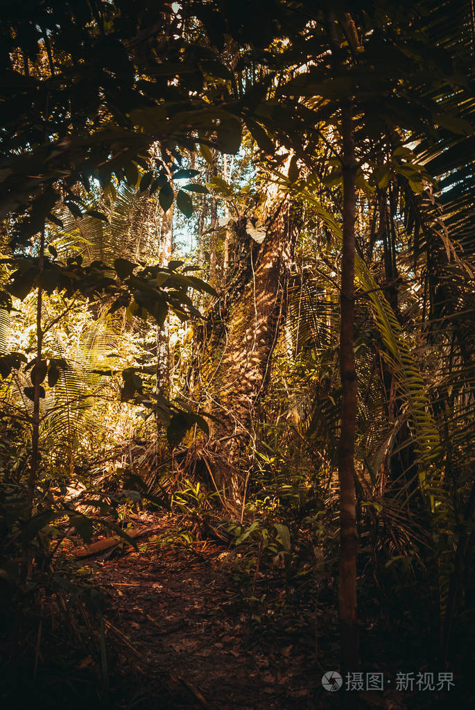 丛林中的树木和灌木丛巴西马瑙斯附近美丽的亚马逊森林