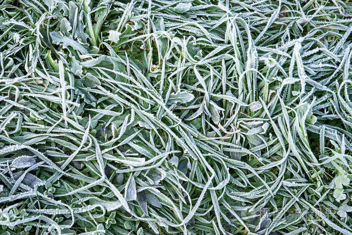 冬天草地有霜的图片图片