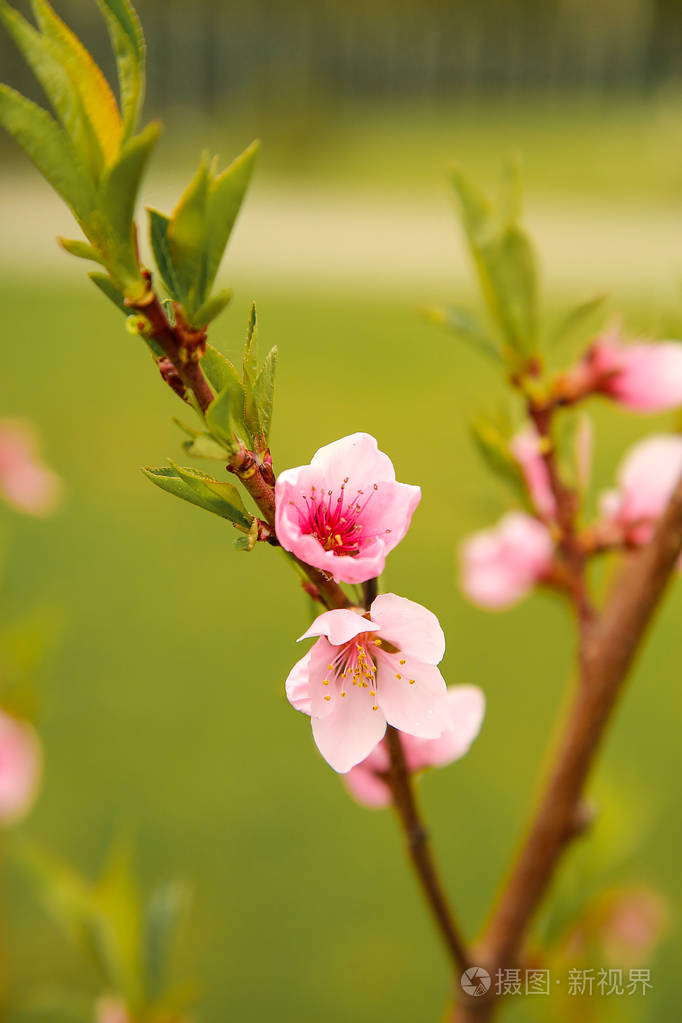 春天四月桃花盛开