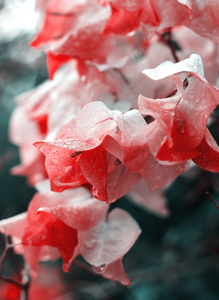 花园里雨后的自然花图片