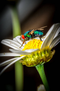 户外彩色自然野生动物图片一只色彩鲜艳的红蓝绿色的单独的苍蝇坐在