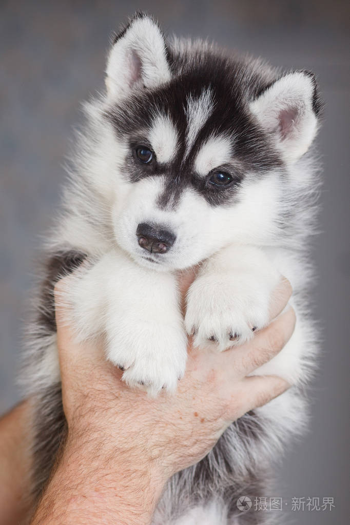 美丽的西伯利亚哈士奇小狗新生