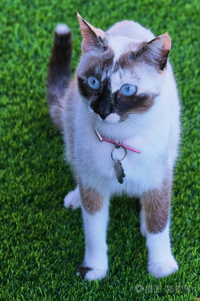 蓝眼睛的小白猫