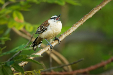 棕褐色的羽毛图片