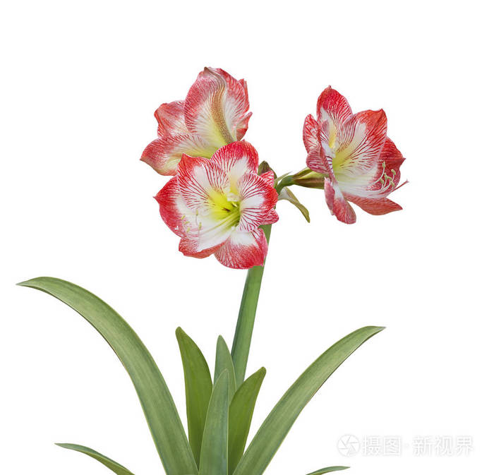 白底孤挺花照片 正版商用图片2j4td9 摄图新视界