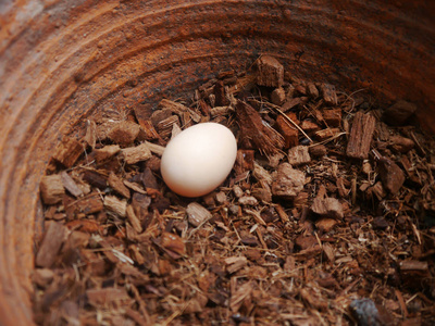 锅里的蛋等着孵化长大图片