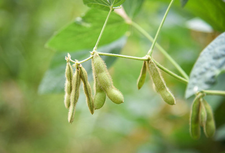 树上的青大豆-植株上的幼大豆种子照片