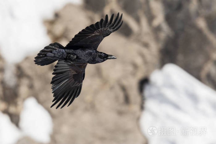 北乌鸦corvuscorax与岩石飞行的肖像
