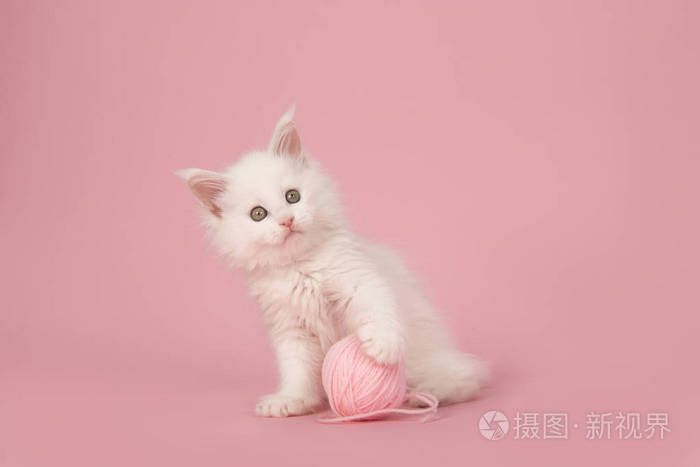 可爱的白色大浣熊小猫看着镜头手里拿着粉红色的羊毛球背景是粉色