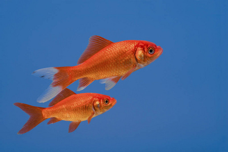 金鱼游泳蠕虫图片