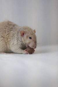 米老鼠耳朵图片-米老鼠耳朵素材-米老鼠耳朵插画-摄图新视界