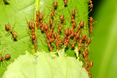 热带火蚂蚁红蚁把绿叶放在大自然里照片