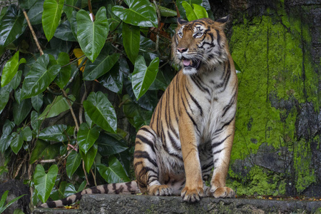大秀老虎秀舌在瀑布前坐下照片