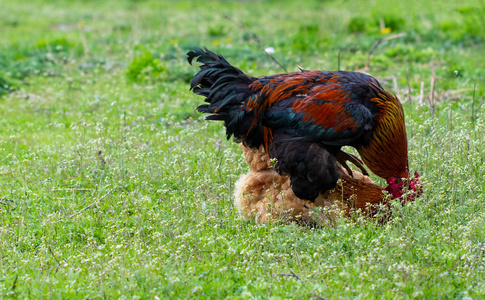 公鸡在绿草丛中与小鸡交配照片
