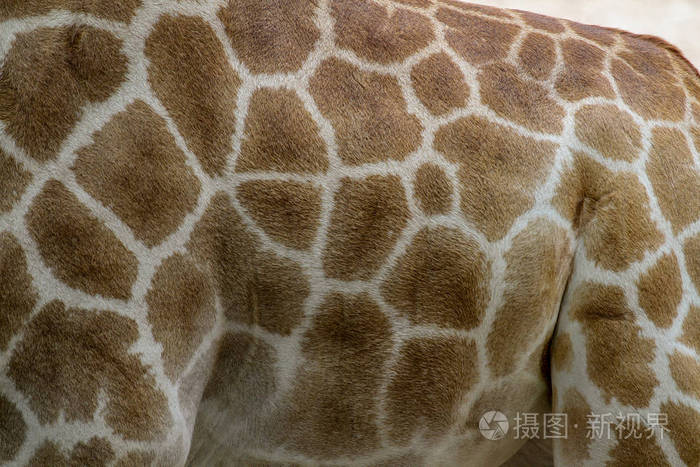 背景为长颈鹿皮