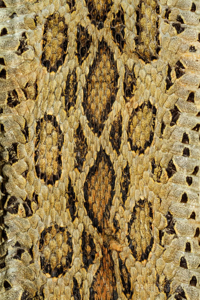 蛇皮爬行动物图案