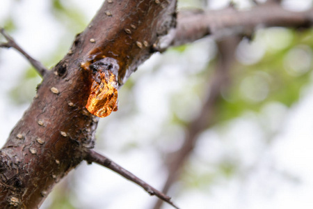 牙龈树树干特写上的树液.照片