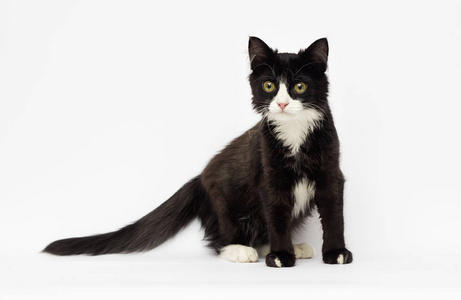 黑白小猫简笔画图片