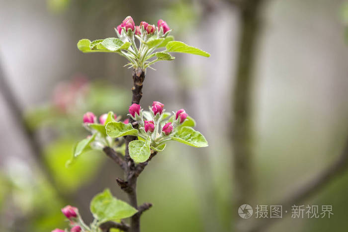 盛开的苹果枝。白色的花，粉红色的花蕾和鲜艳的绿色