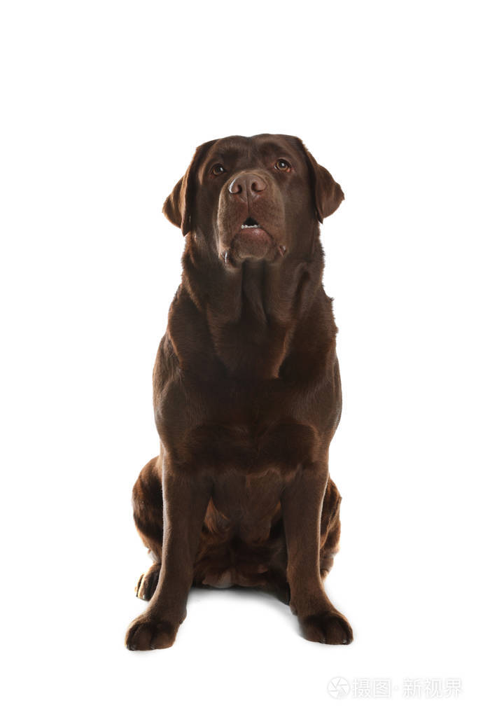 白底巧克力拉布拉多猎犬