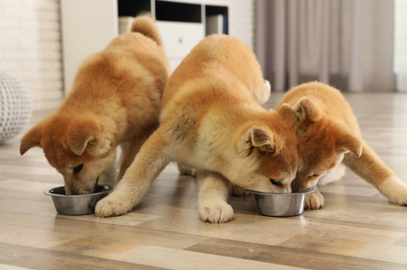 可爱秋田犬图片