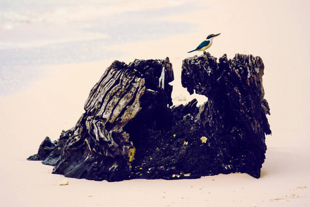 安达曼和尼科巴群岛的哈夫洛克岛海滩上,一只小鸟栖息在树干上照片