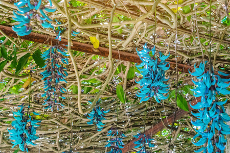 越南达拉特虎爪花美丽的蓝紫色摄影图