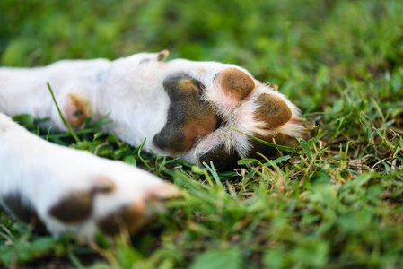 比格猎犬爪爪和指甲的宏观拍摄图片