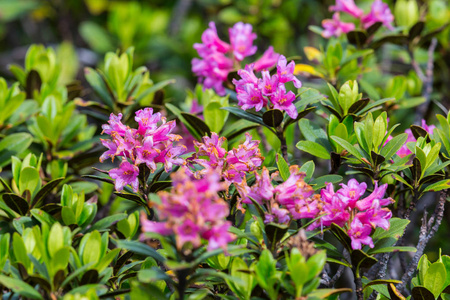 高山杜鹃高山玫瑰(杜鹃花)照片