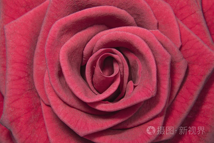 紫红色玫瑰芽特写