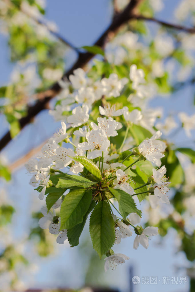 樱花盛开自然蓝底白花