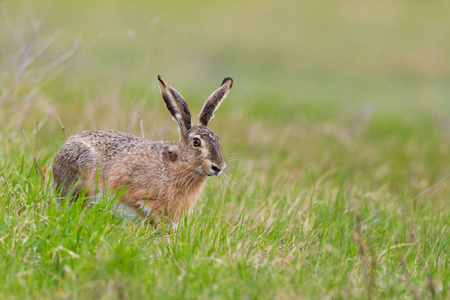 长尾的草地鹨绿草地上的欧洲褐兔长尾兔(lepus europaeus)照片