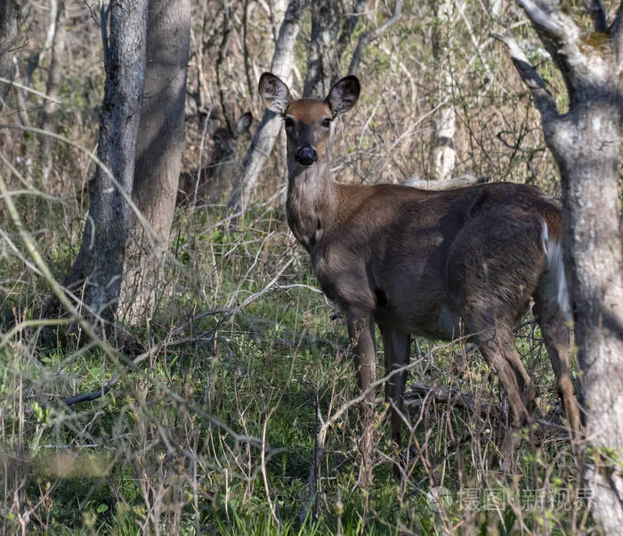 怀孕的白尾鹿母鹿