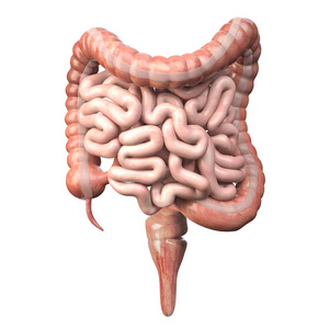 大肠和小肠隔离在白色上人体消化系统照片