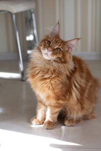 可爱的金黄色缅因州浣熊小猫坐在地板上照片