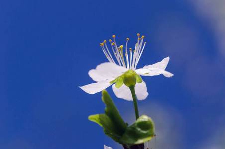 樱花开放视频一朵洁白开放的樱花映衬着蓝天.照片