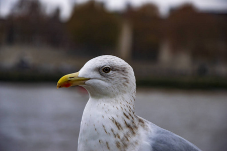 泰晤士河码头两侧的白鸽图片