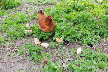 农场草地上的母鸡在草地上打卡图片