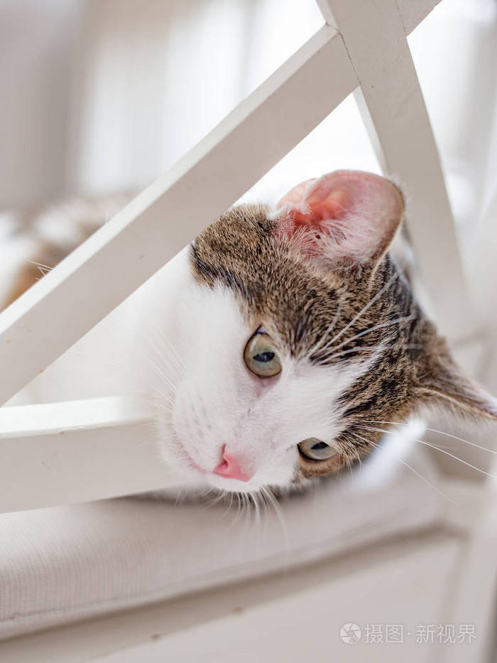 漂亮的猫躺在家里的白色椅子上室内表情滑稽斑纹而非纯种小猫向下看