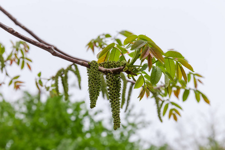 核桃树的树枝,有柳絮和嫩叶核桃幼树的第一片叶子在春天生长.特写.