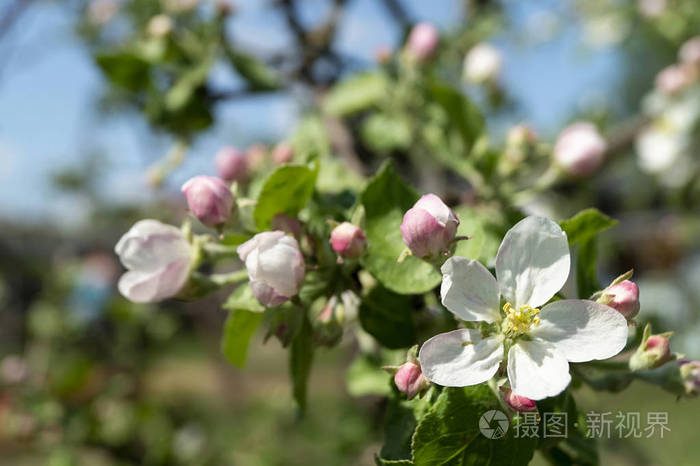 春天时花园里的苹果树开花了