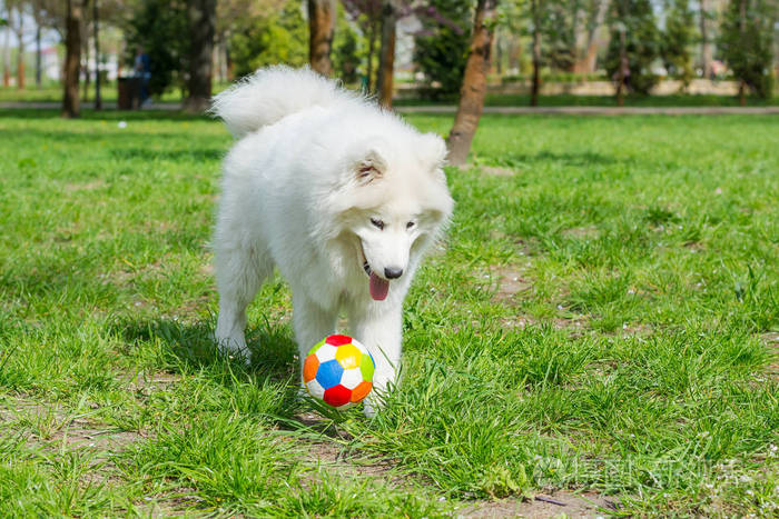 白狗品种萨莫耶德在p区玩一个五颜六色的球