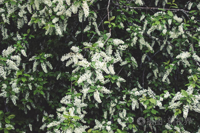 美丽的 稠李属 植物 分支 植物区系 花园 盛开 李子 颜色