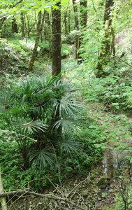 亚马逊河流域丛林中茂密的植被图片